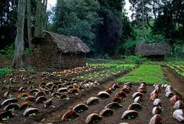 Agriculture;-Coconut;-Comoros-Archipelago;-France;-Garden;-Huts;-Indian-Ocean;-Kaleidos;-Kaleidos-images;-La-parole-à-limage;-Laurent-Abad;-Mayotte;-Stories-Pictures;-Subsistence-farming;-Vegetable-garden